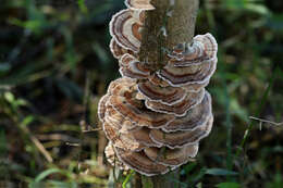 Image of Turkey Tail