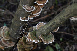 Image of Turkey Tail