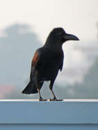 Image of <i>Corvus macrorhynchos culminatus</i>