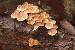 Pholiota malicola (Kauffman) A. H. Sm. 1934 resmi