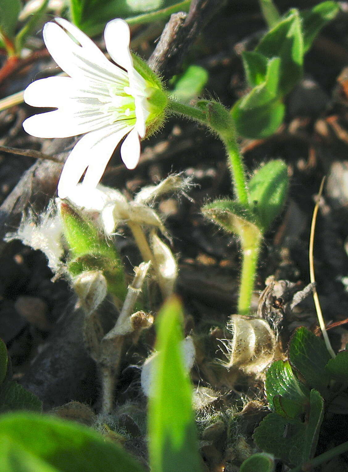 Plancia ëd Cerastium arcticum Lange