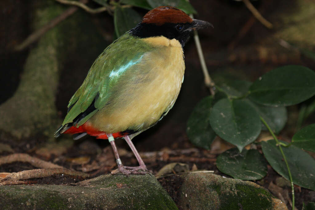 Image of Noisy Pitta