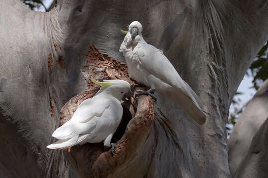 Image of Sulphur-crested Cockatoo