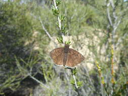 Image of Mournful Duskywing