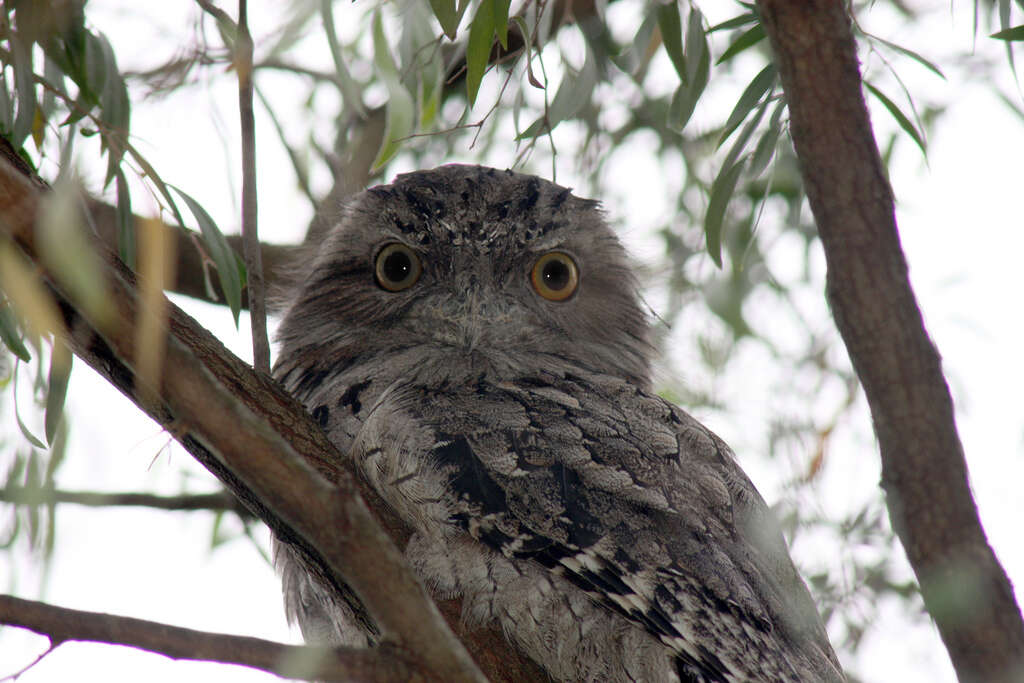 Image of Tawny Frogmouth