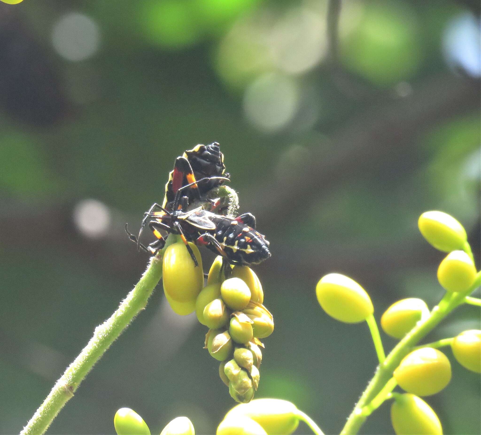 Senna viarum (Little) H. S. Irwin & Barneby resmi