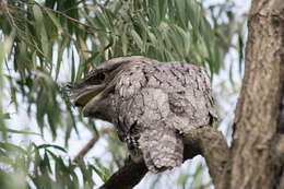 Image of Tawny Frogmouth