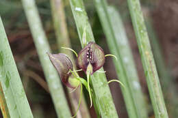 Image of Bonnet orchid