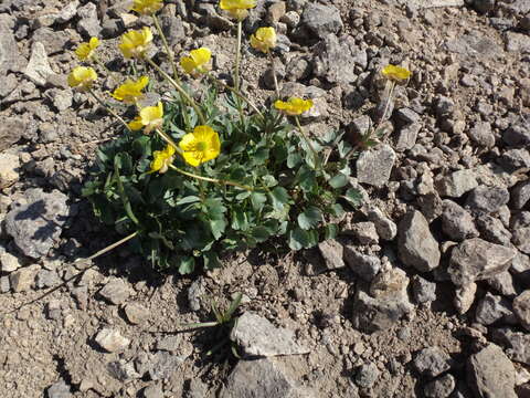 Image de Ranunculus eschscholtzii var. oxynotus (Gray) Jeps.