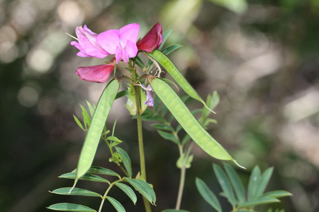 Image of Darling Pea