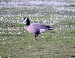 Image of Branta hutchinsii minima Ridgway 1885