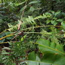 Image of Heliconia sarapiquensis G. S. Daniels & F. G. Stiles