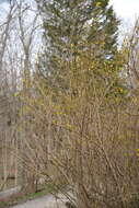 Image de Forsythia intermedia Zabel