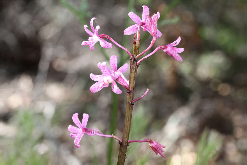 Image of pink hyacinth-orchid