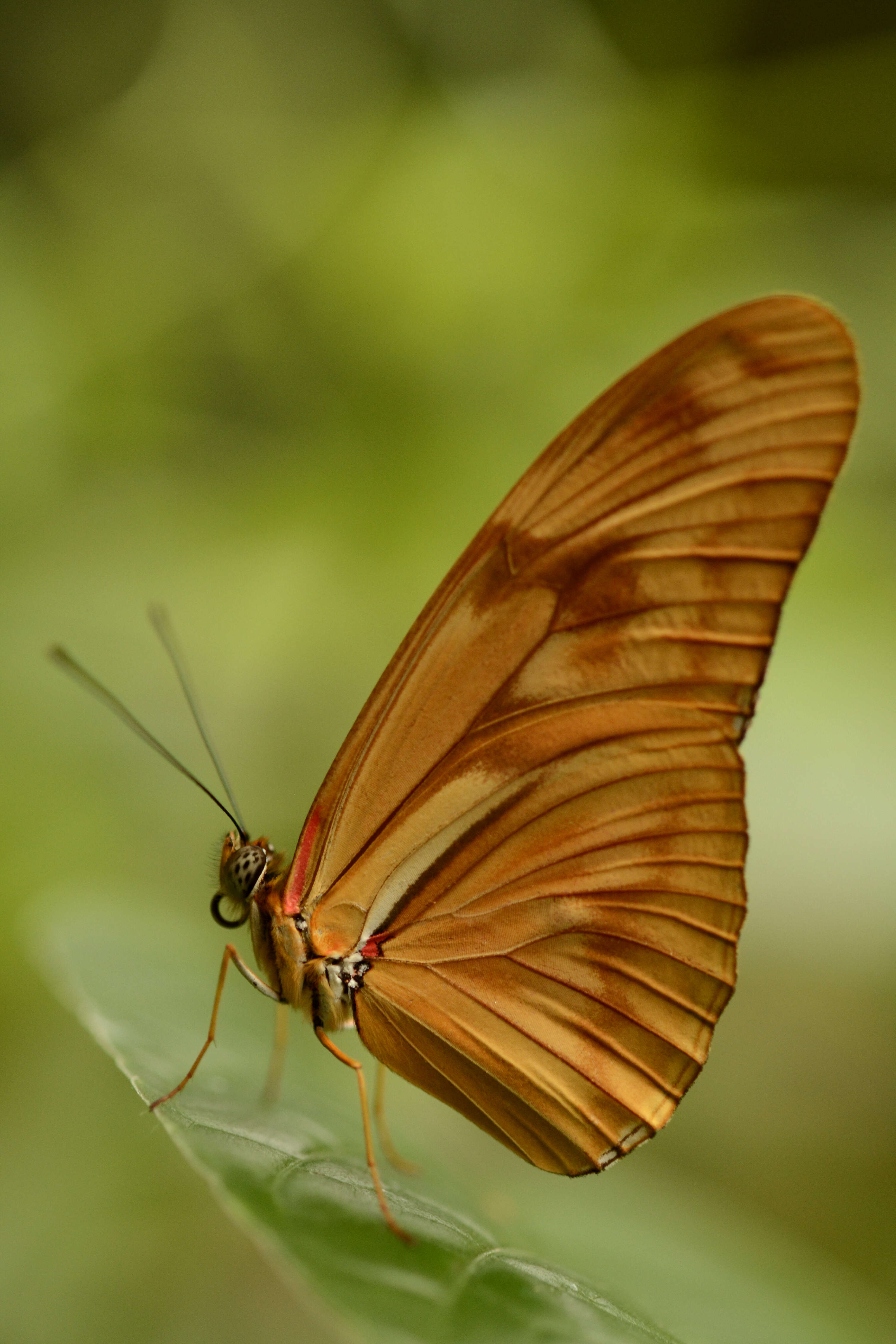 Image of Dryas