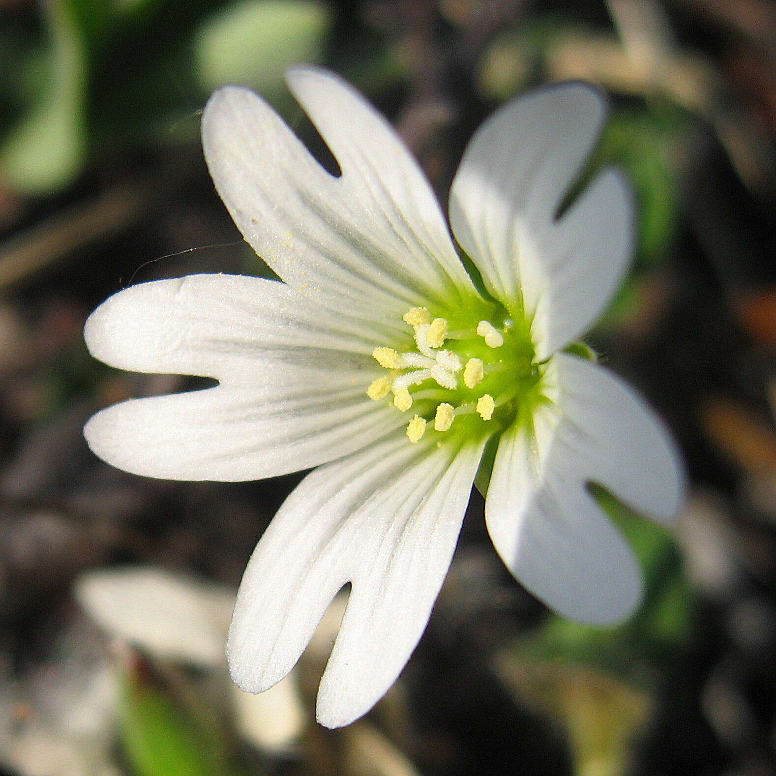 Plancia ëd Cerastium arcticum Lange