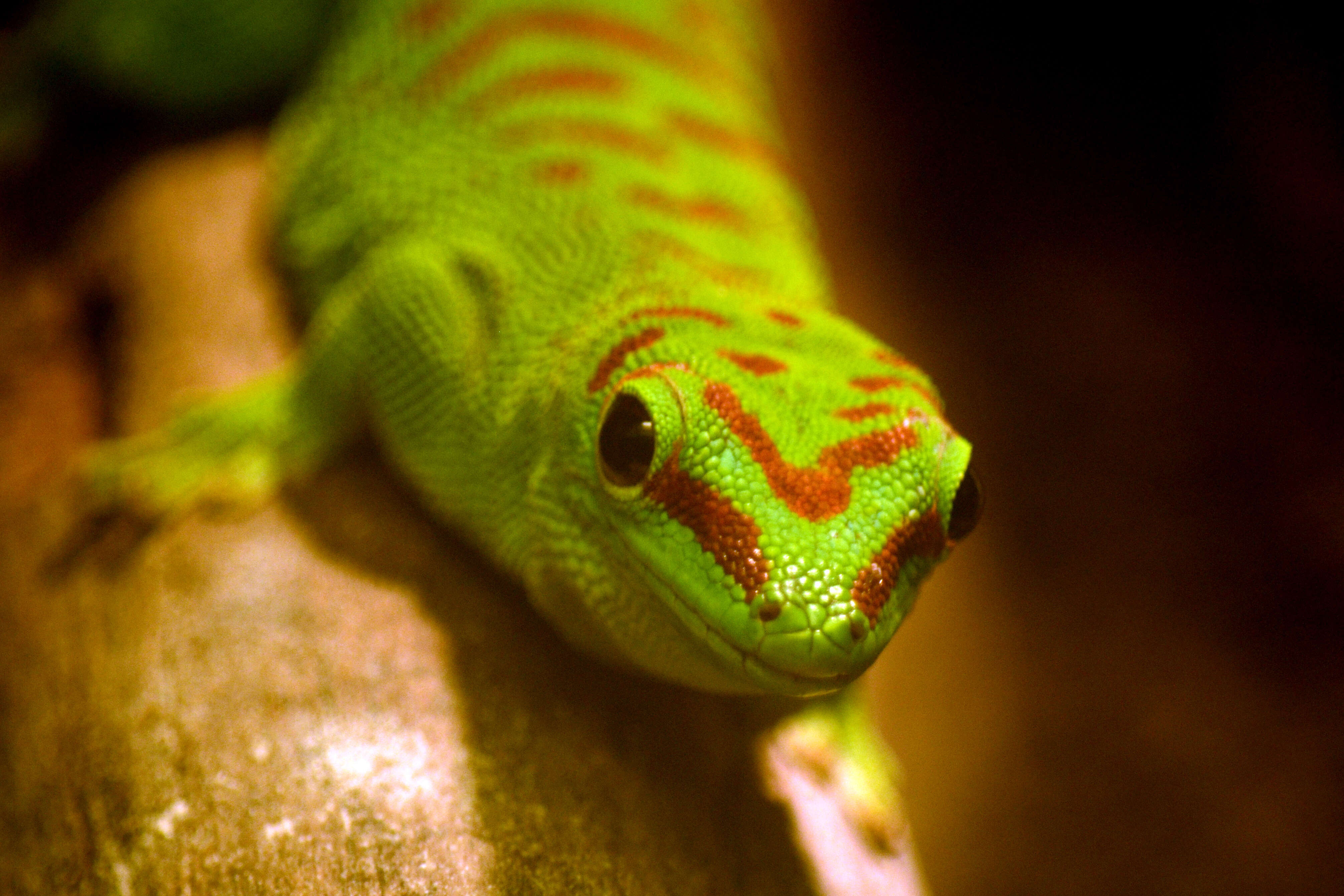 صورة Phelsuma dubia (Boettger 1881)