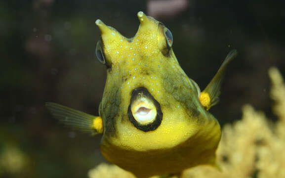 Image of Longhorn cowfish