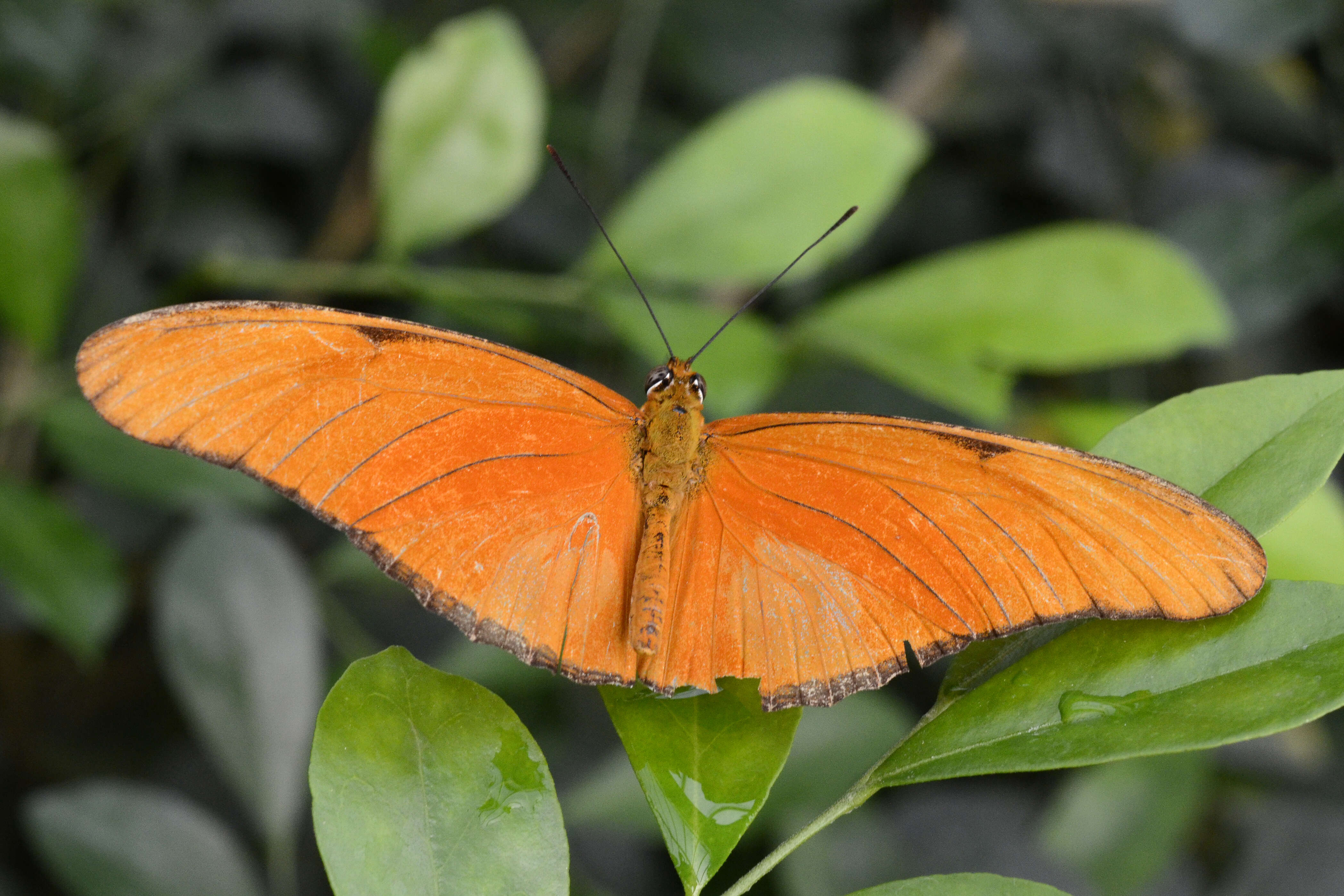 Image of Dryas