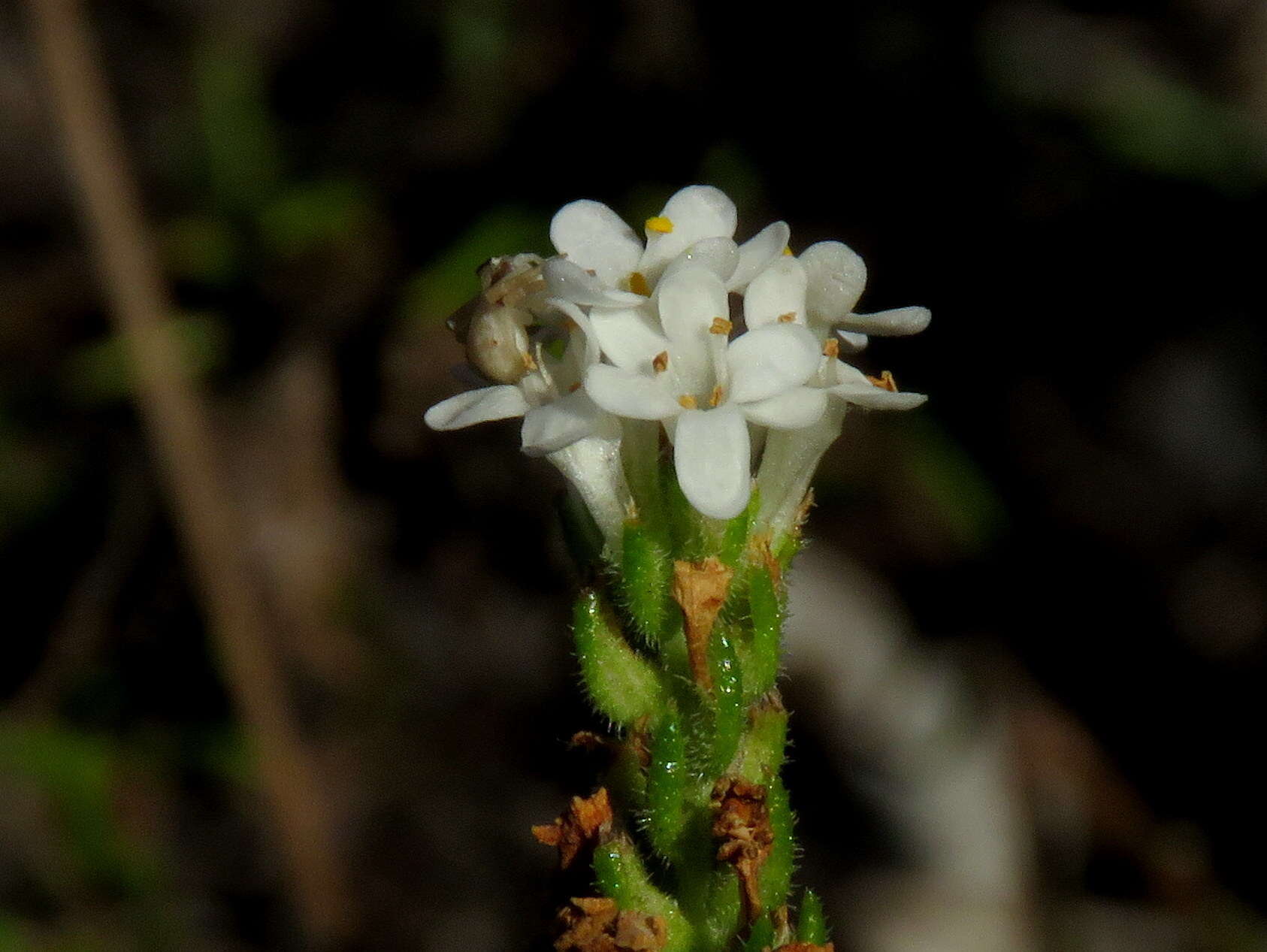 Image of Selago scabrida Thunb.