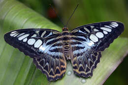 Imagem de Parthenos sylvia