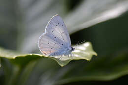 Image of holly blue