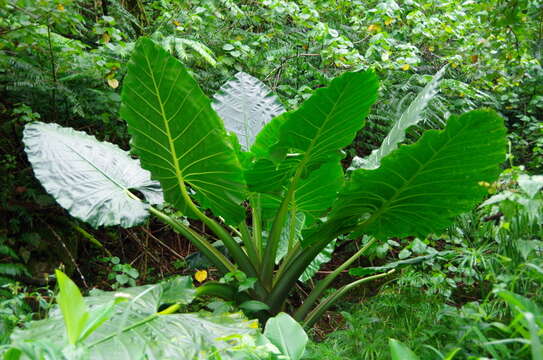 Image of giant taro