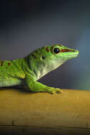 صورة Phelsuma dubia (Boettger 1881)