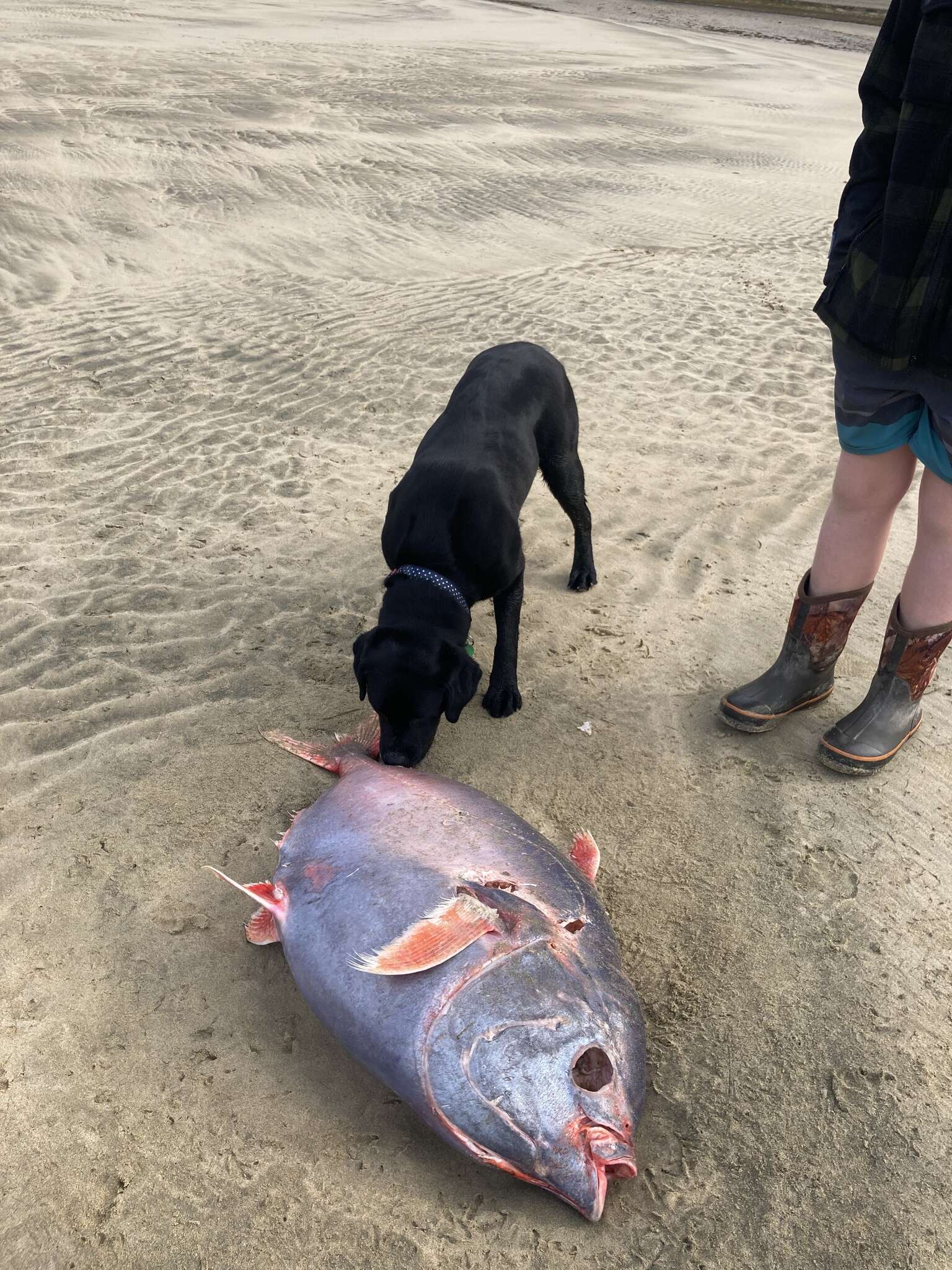 Image of Opah