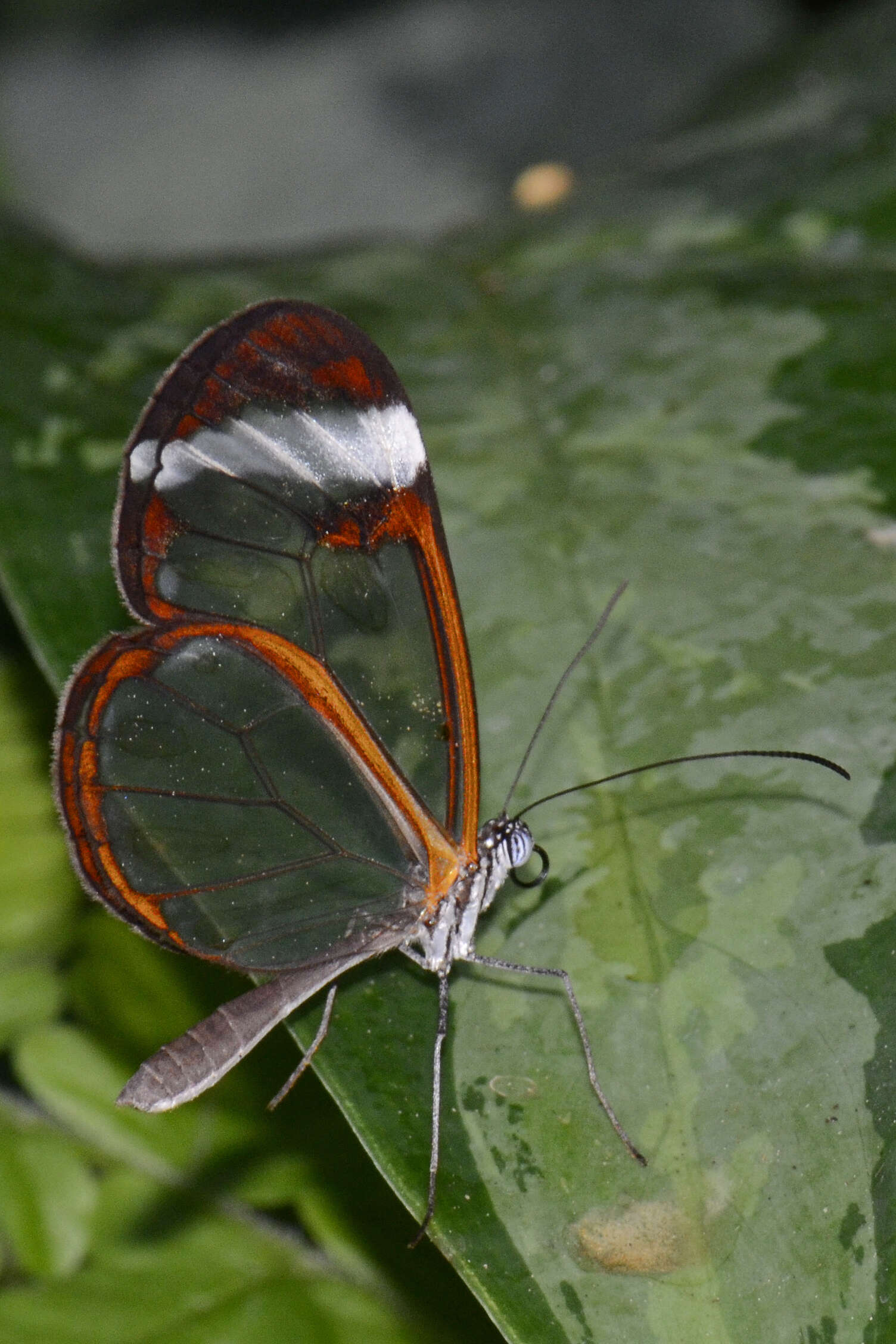 Image of Glass Wing