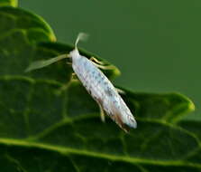 Imagem de Argyresthia retinella Zeller 1839