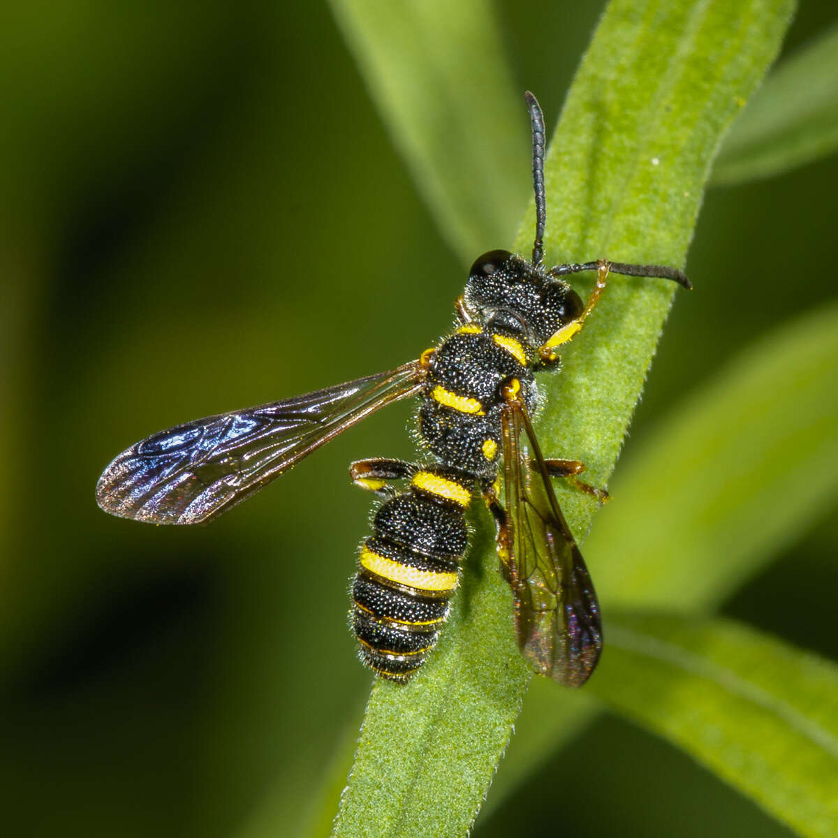 Image of Cerceris insolita Cresson 1865