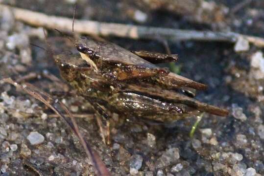 Image of Black-sided Pygmy Grasshopper