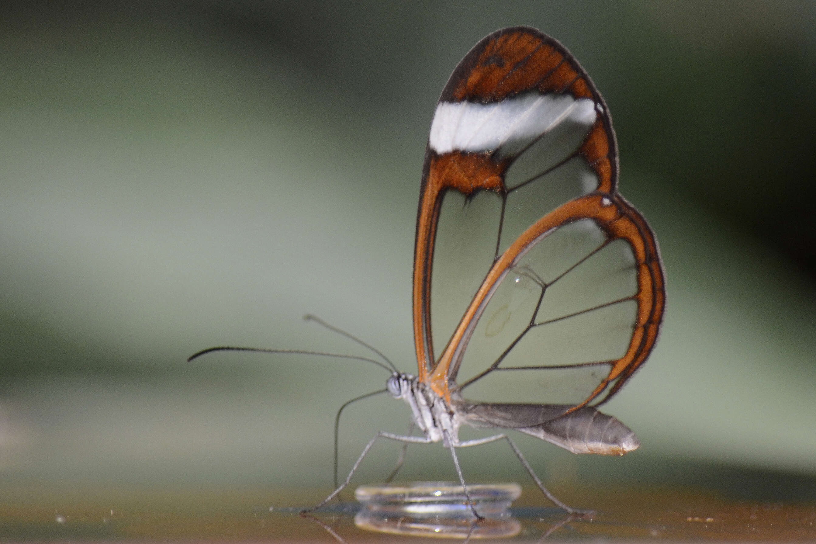 Image of Glass Wing