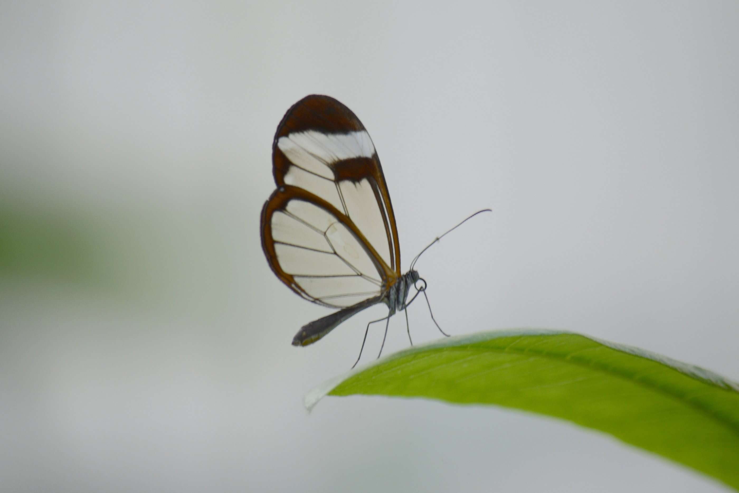 Image of Glass Wing