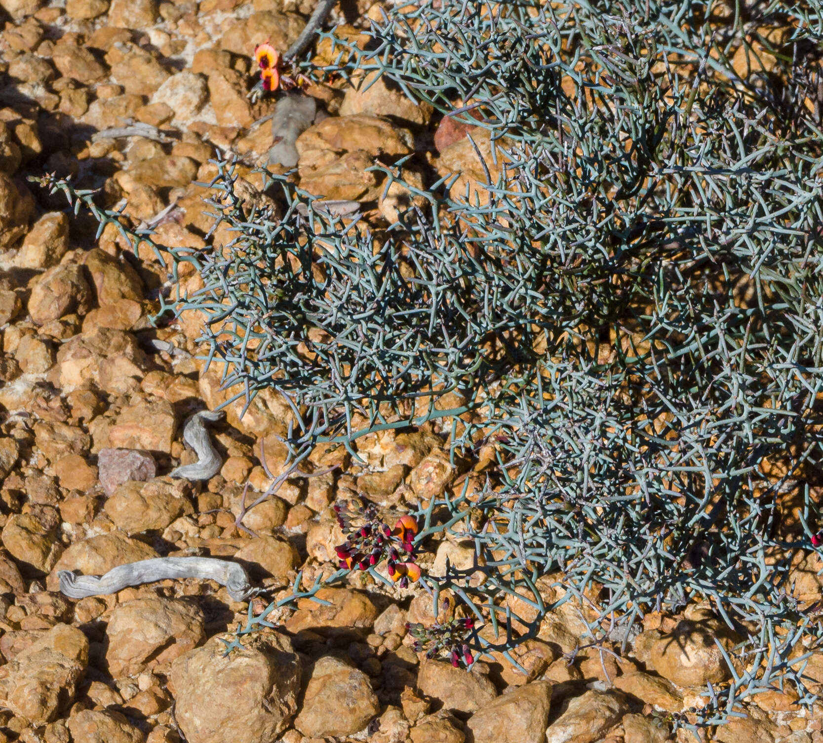 Image of <i>Daviesia incrassata</i> subsp. <i>reversifolia</i> (F. Muell.) Crisp