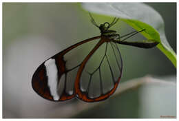 Image of Glass Wing