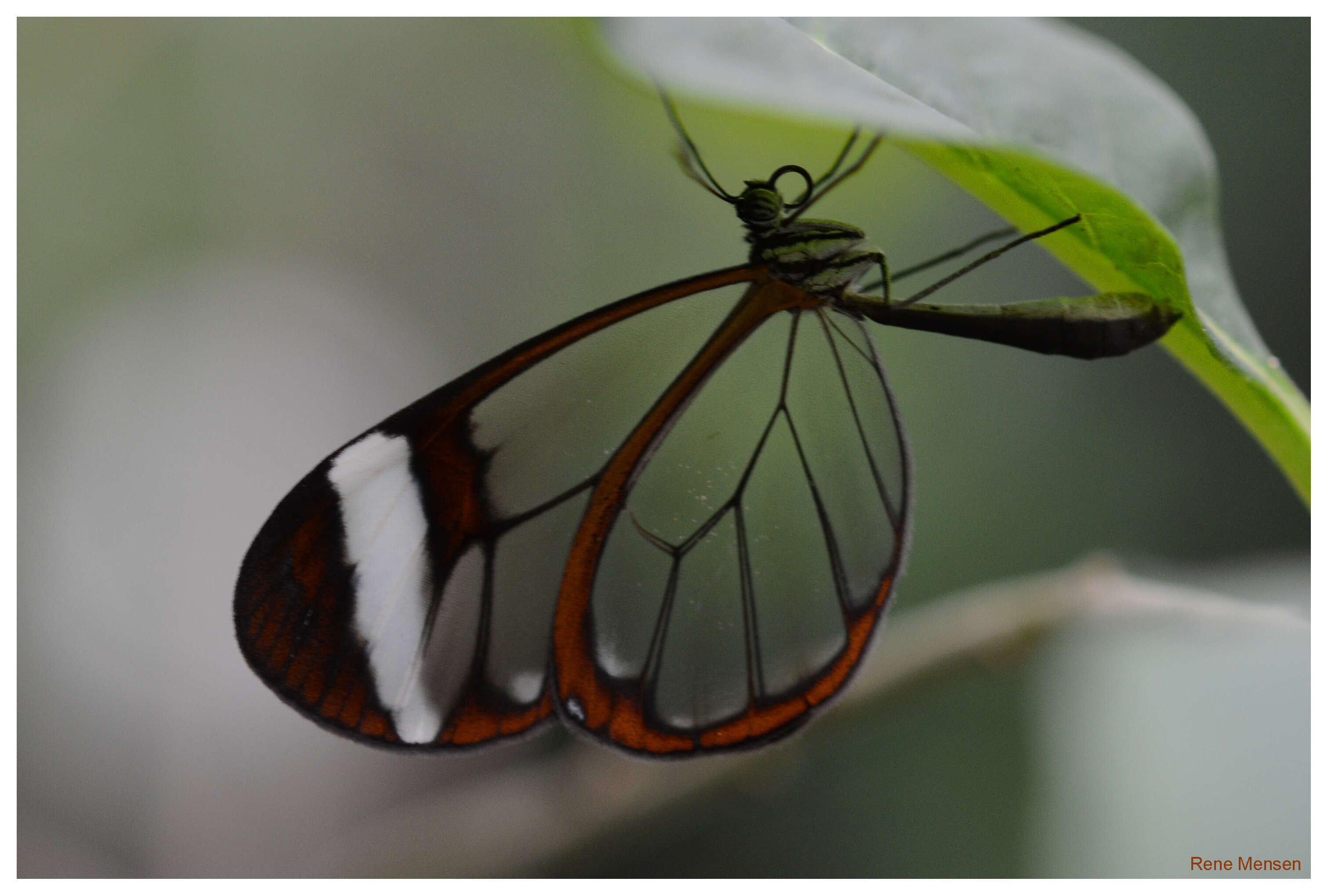 Image of Glass Wing