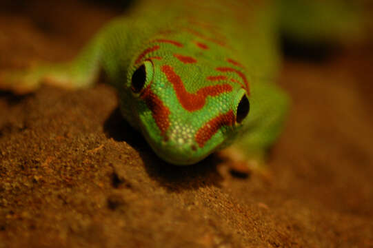 Image of Zanzibar Day Gecko