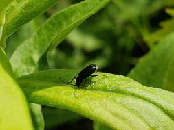 Diabrotica cristata (Harris 1836) resmi