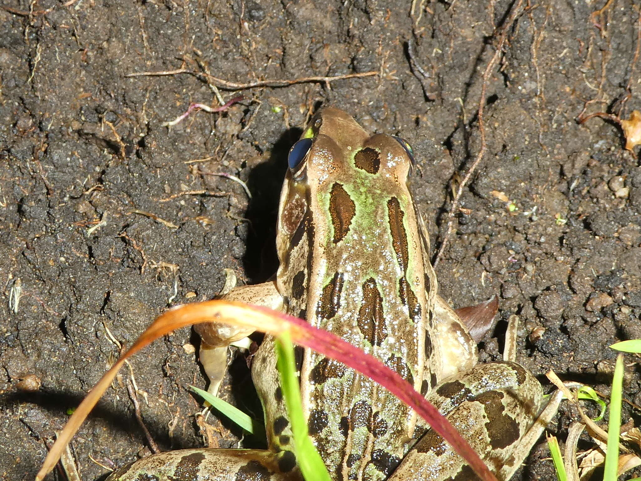 Image of Peralta frog