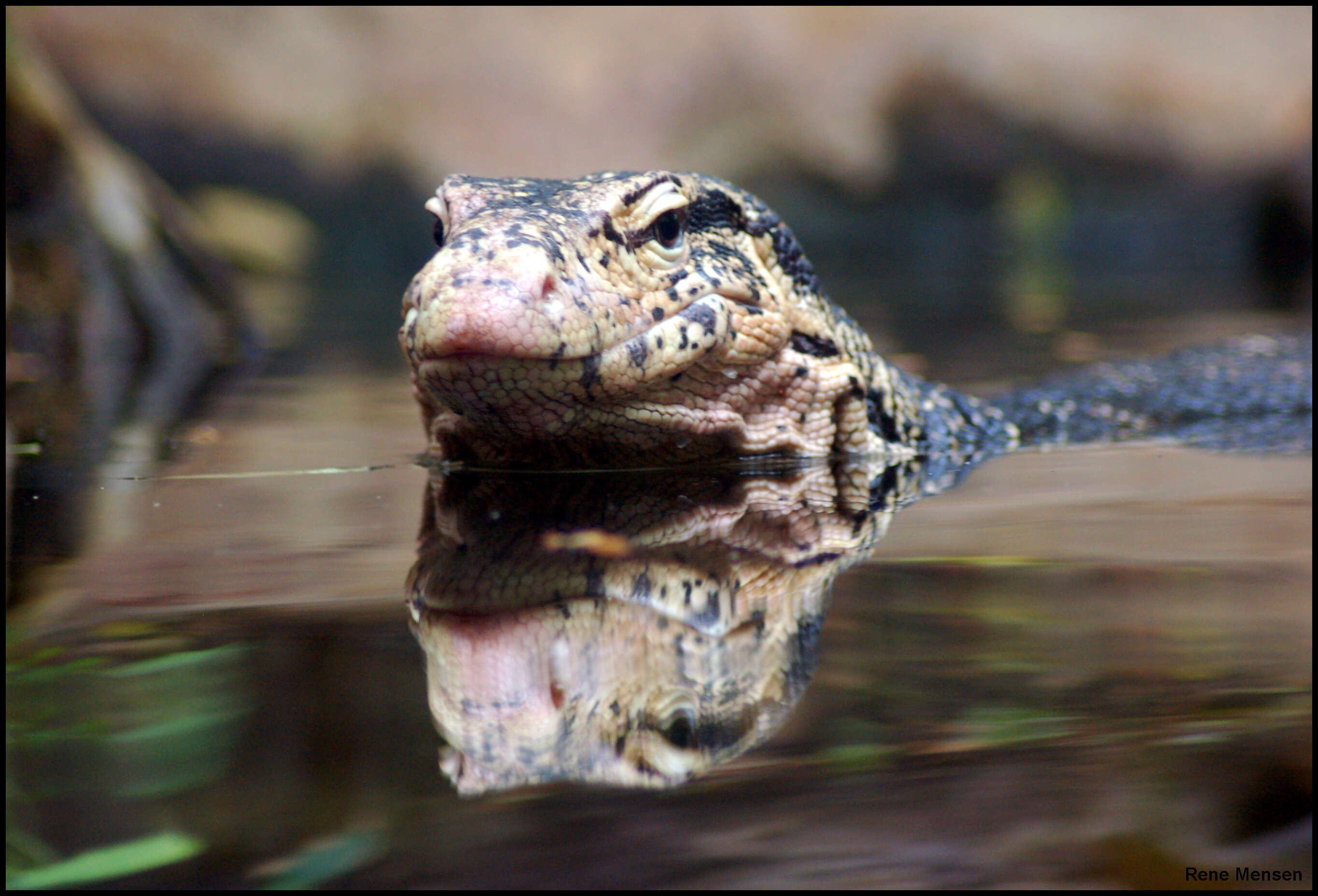 Image de Varan malais