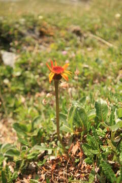 Image of Dwarf Arctic Groundsel