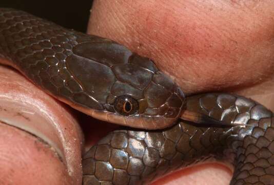 Image of Common Brown Water Snake