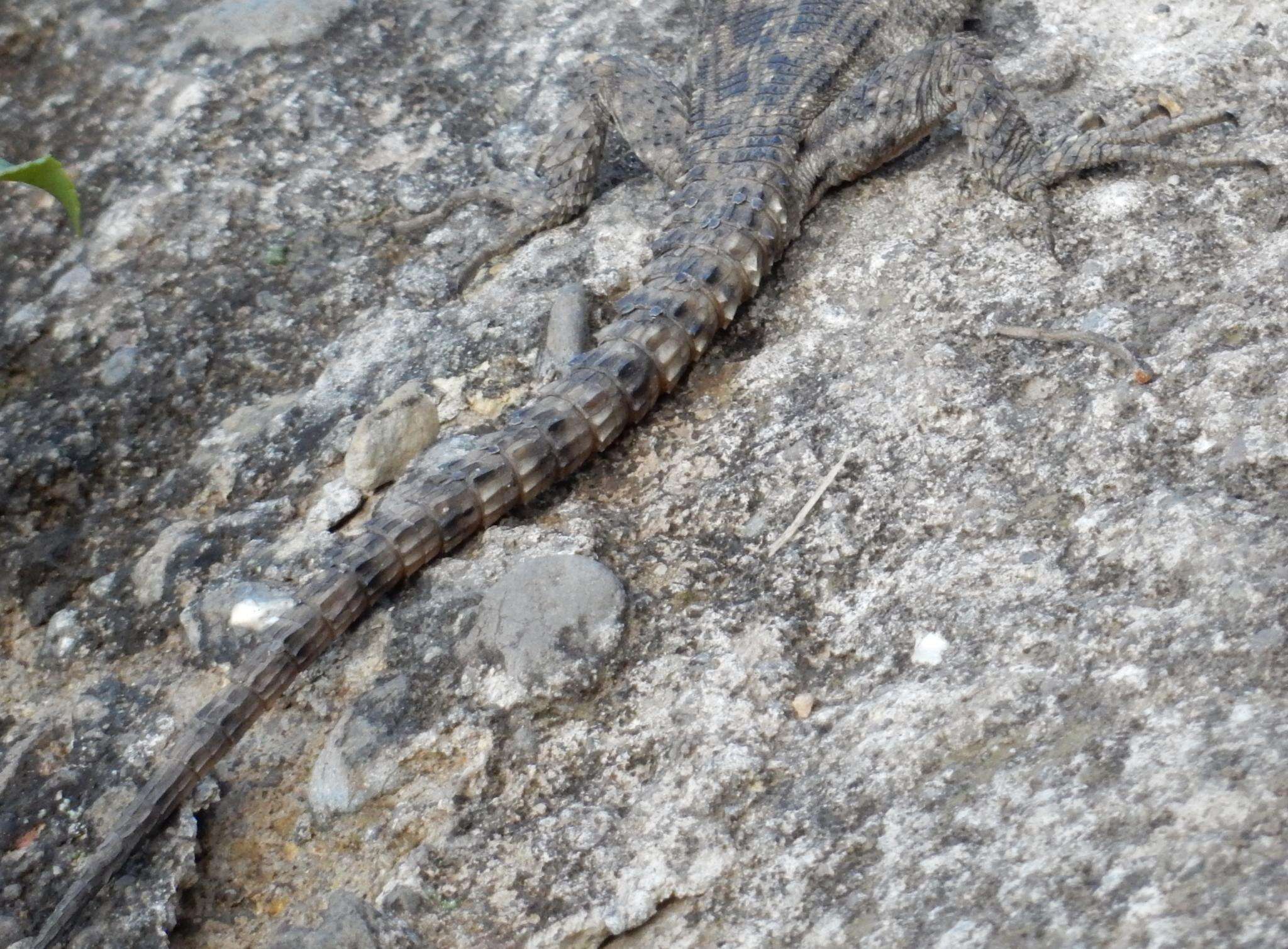 Image de Lézard des rochers du Drakensberg