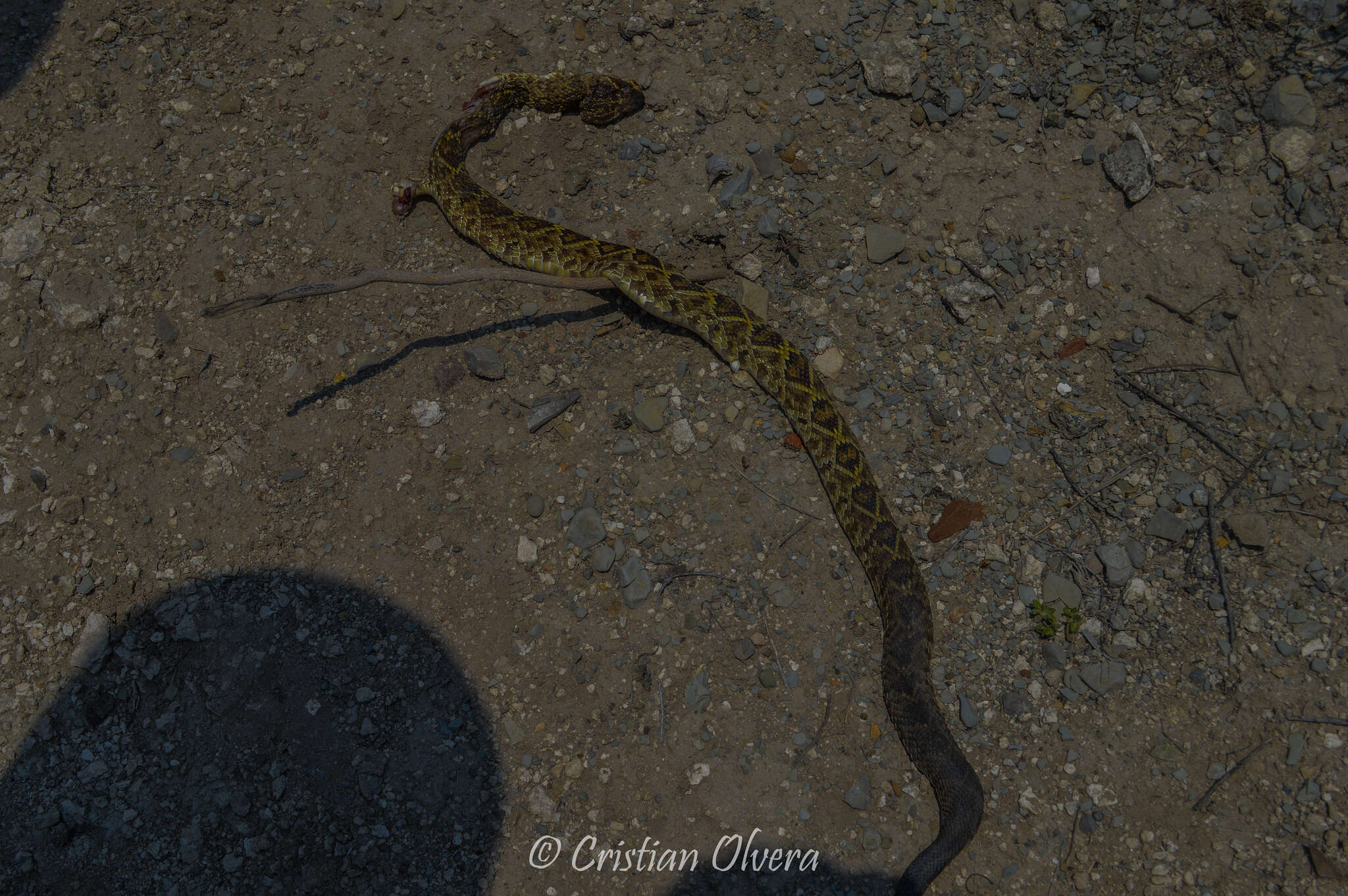 Image of Crotalus molossus oaxacus Gloyd 1948