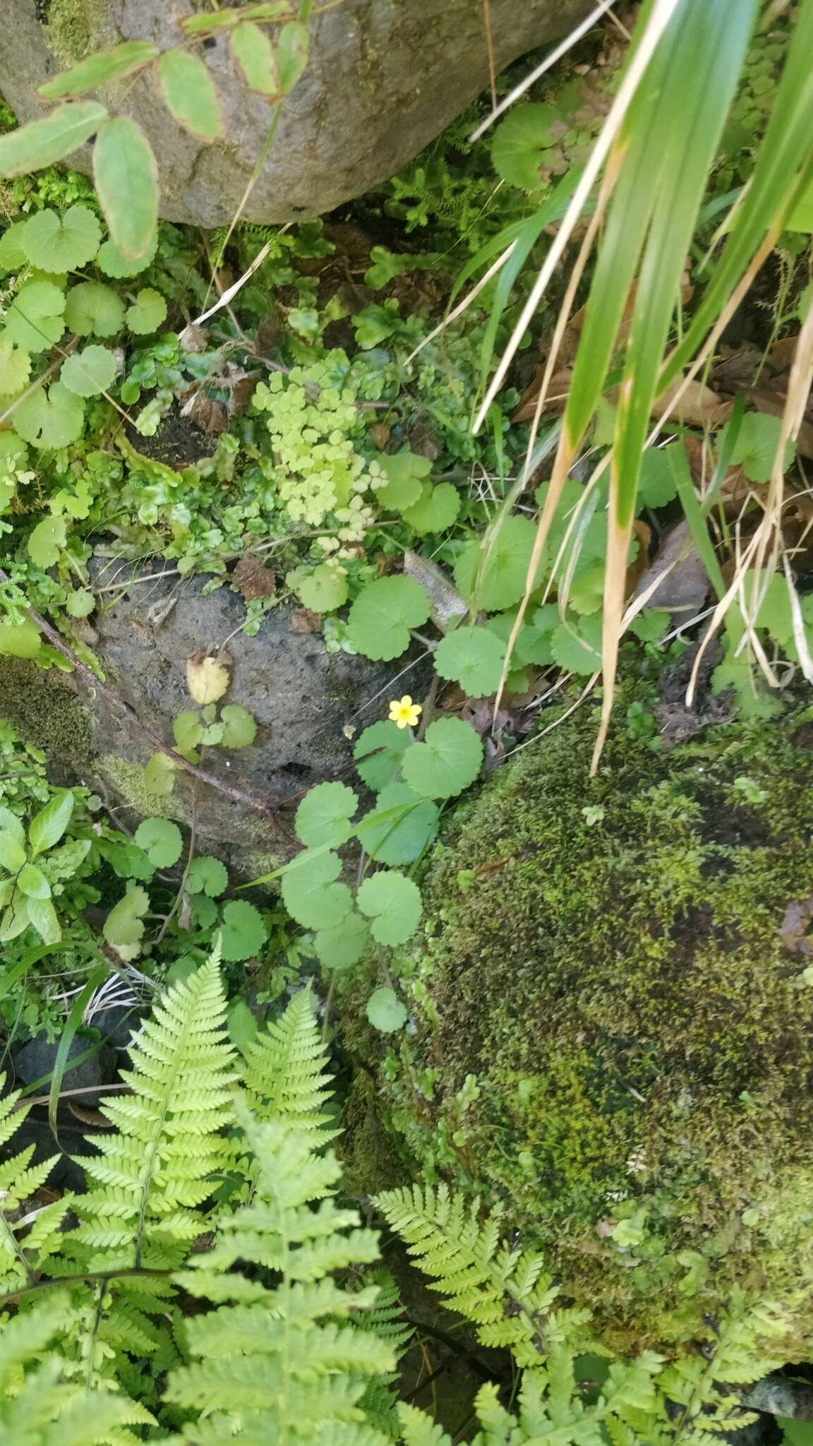 Sibthorpia peregrina L. resmi