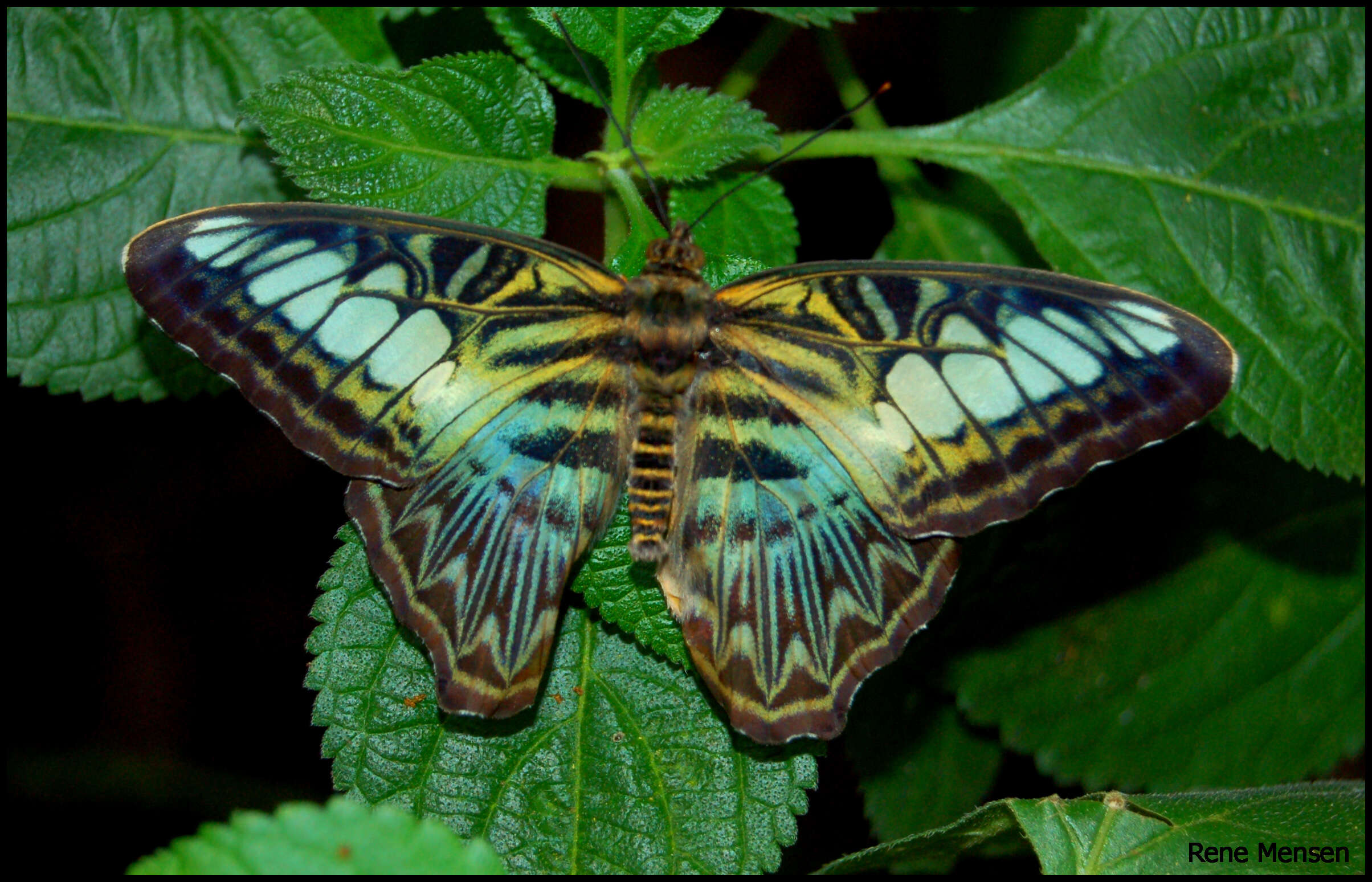 Imagem de Parthenos sylvia