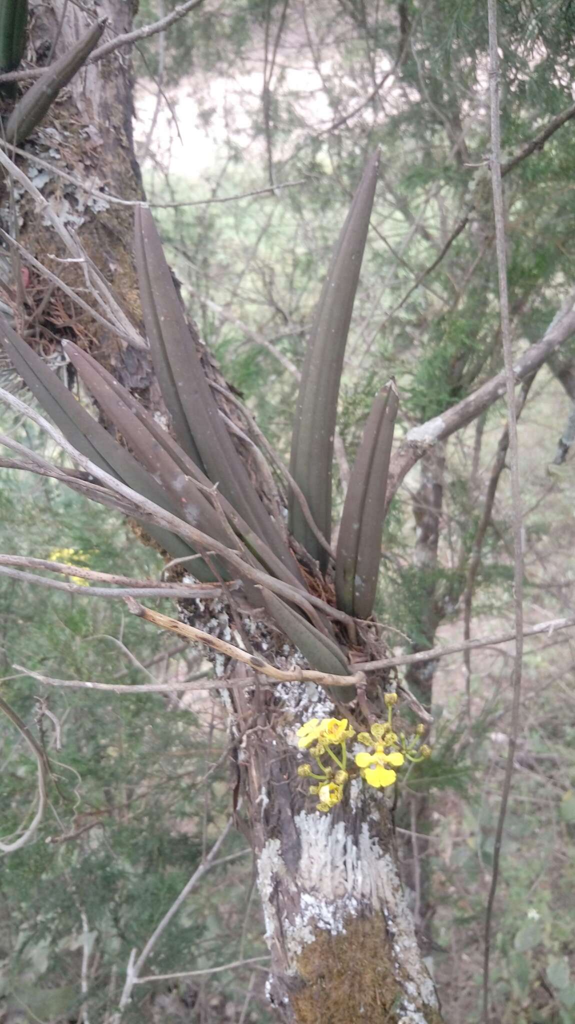 Image of Trichocentrum brachyphyllum (Lindl.) R. Jiménez