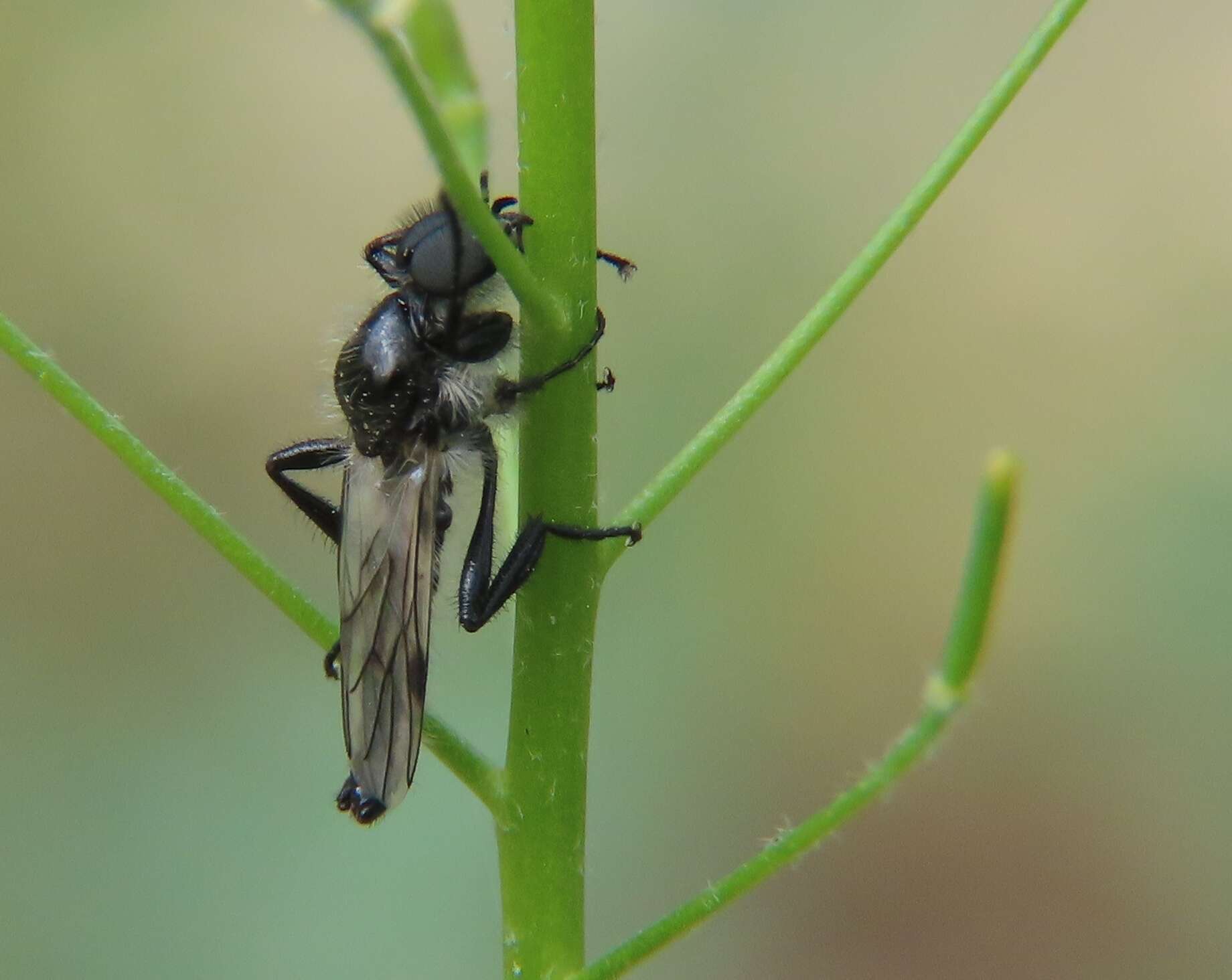 Image of Bibio albipennis Say 1823